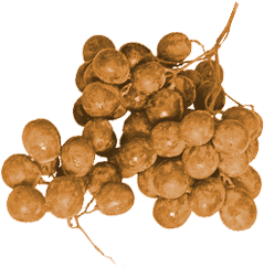 Grapes