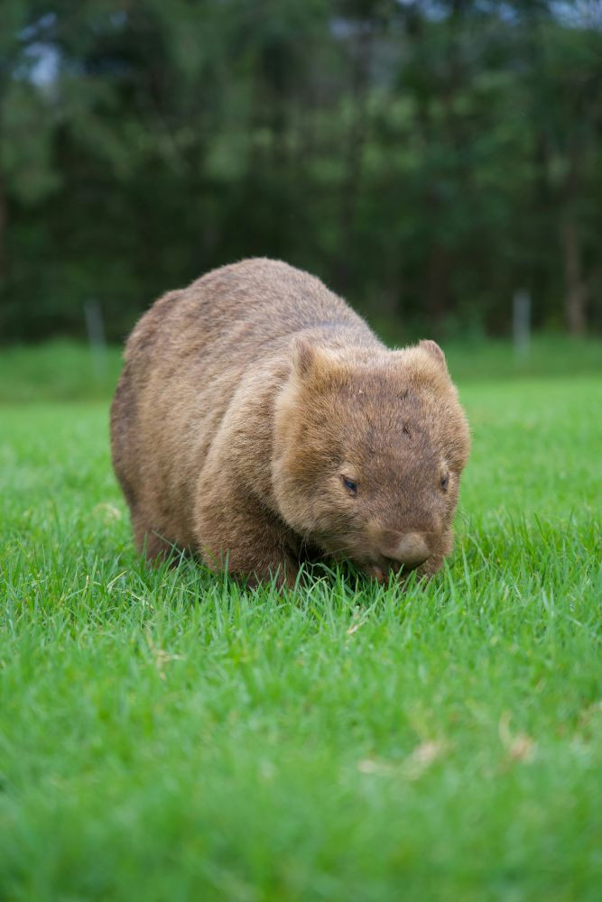 a-wombat-grazes-on-lush-green-grass-valerie-nidt0mhgfoe-unsplash.jpg