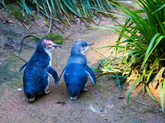 Why everyone loves the Little Penguin Parade on Phillip Island