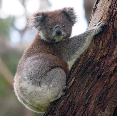 koala-climbing-tree.jpg