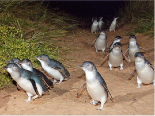 2 Day Phillip Island Great Ocean Road Private Tour from $2949