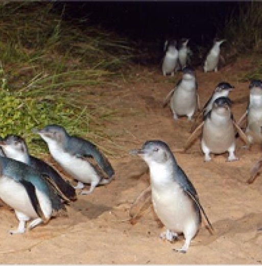 2 Day Phillip Island Great Ocean Road Private Tour from $2949