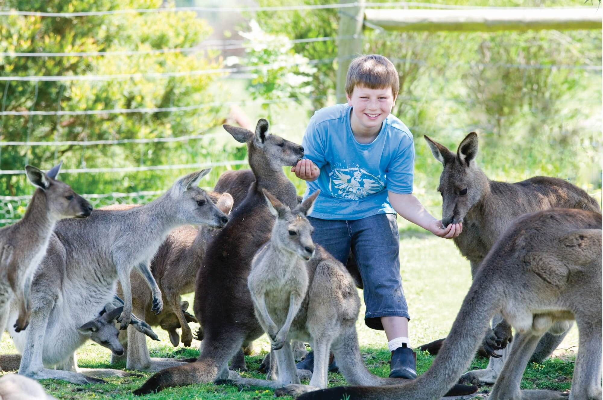 hand-feed-kangaroos-(custom).jpg