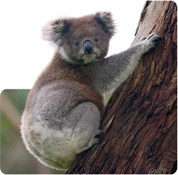 koala-guaruntee_250.png