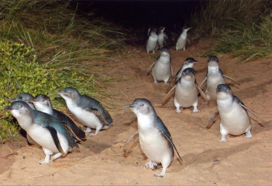 little-blue-penguins1-1769672007.jpg