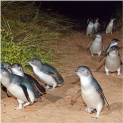 Penguin Parade