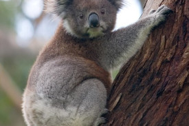 koala-climbing-tree.jpg