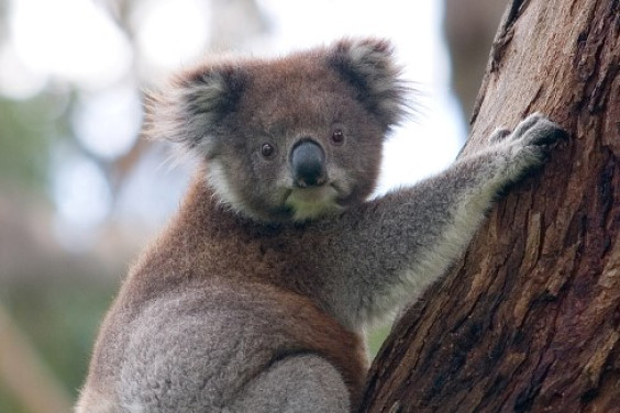 Great Ocean Road Private Tours From $1099