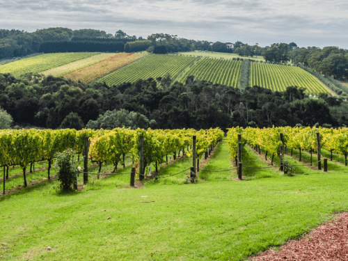 Mornington Peninsula Winery Tour