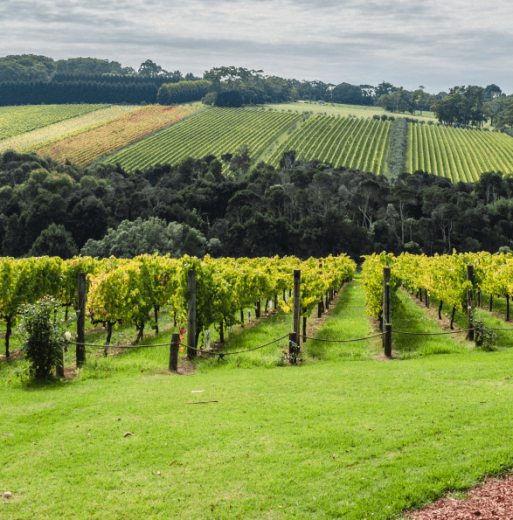 Mornington Peninsula Winery Tour