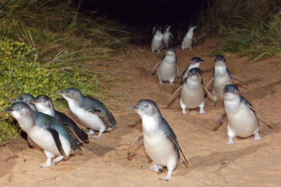 Penguin Parade Private Tours from $999
