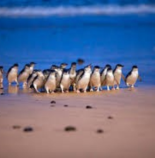 Penguin Parade Private Tours from $999