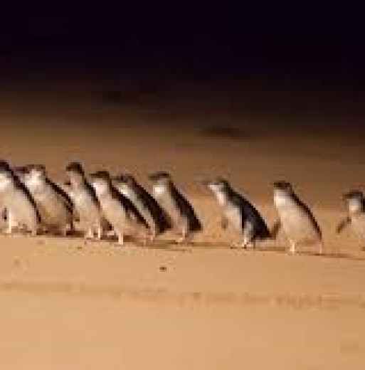 Phillip Island Private Day Tours From $1449