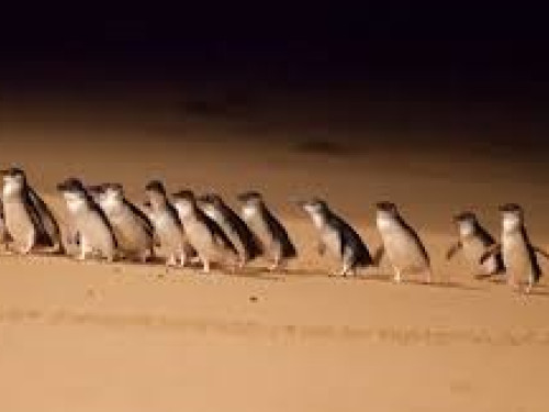 Phillip Island Private Day Tours From $1449