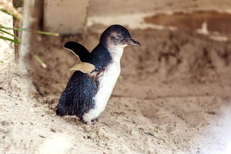 photo-of-a-penguin-flapping-melbourne-touring-company_750px.jpg